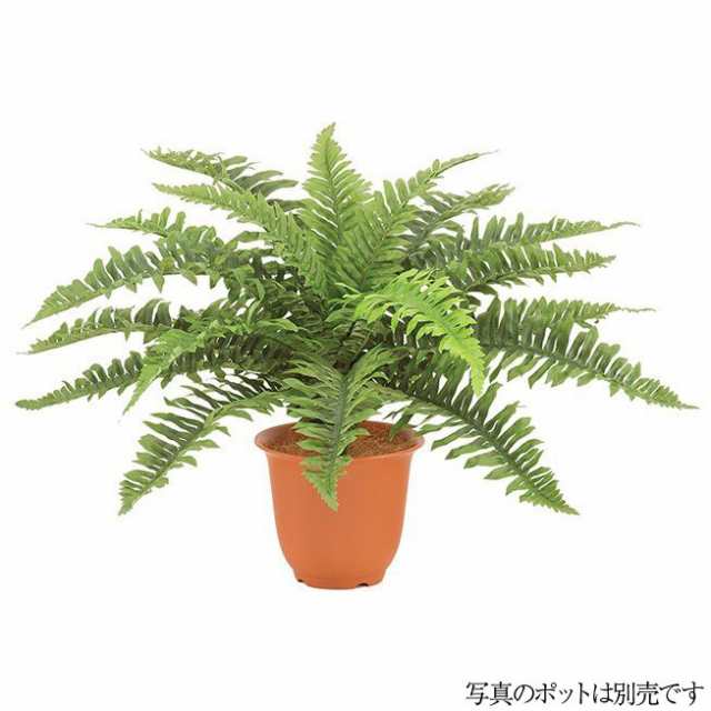 人工観葉植物 ハワイアンボストンファンブッシュ S 50cm フェイクグリーン 観葉植物 造花 光触媒 Ct触媒 インテリア G L の通販はau Pay マーケット 神戸花物語