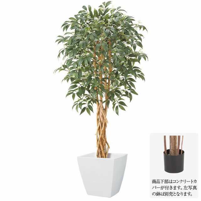 フェイクグリーン シキミアツリー S 150cm ナチュラルトランク 観葉植物 造花 大型 人工観葉植物 光触媒 Ct触媒 インテリア G L の通販はau Pay マーケット 神戸花物語