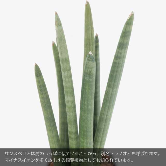 【観葉植物 生木 生花】ミニ 小型 送料無料 サンスベリア スタッキー 鉢植 受け皿付き 4号鉢 陶器鉢 サンセベリア インテリア おしゃれ ｜au  PAY マーケット