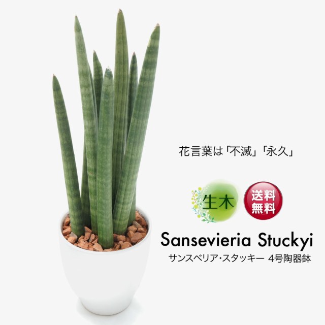 観葉植物 生木 生花】ミニ 小型 送料無料 サンスベリア スタッキー