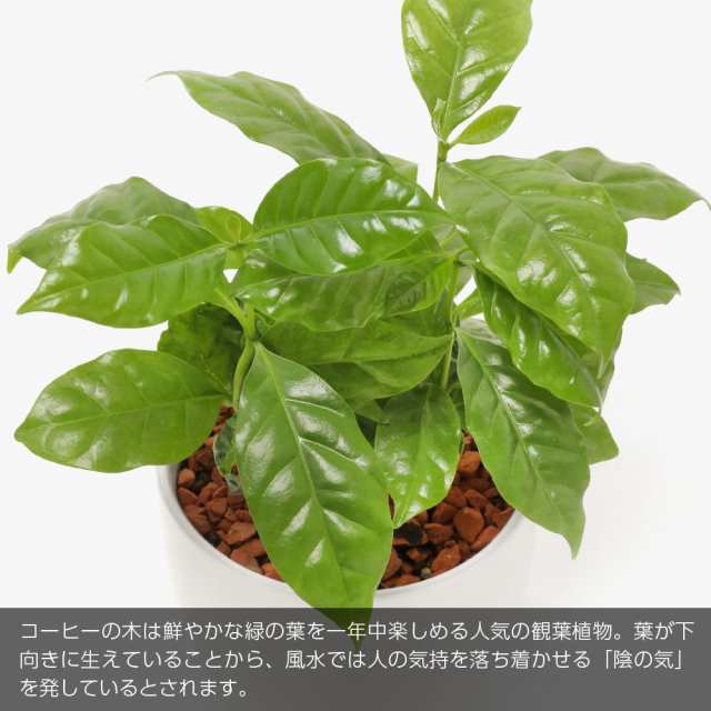 観葉植物 生木 生花 ミニ 小型 送料無料 コーヒーの木 鉢植 受け皿付き