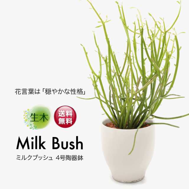 観葉植物 生木 生花 ミニ 小型 送料無料 ミルクブッシュ 鉢植 受け皿付き 4号鉢 陶器鉢 インテリア おしゃれ 癒やし オフィス 玄関 リビ｜au  PAY マーケット