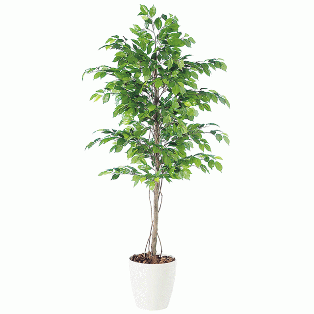 【観葉植物 造花 大型】フィッカスベンジャミナ 180cm 鉢植【フェイクグリーン 樹木 SC/CT触媒・光触媒/インテリア/お祝い】の通販は