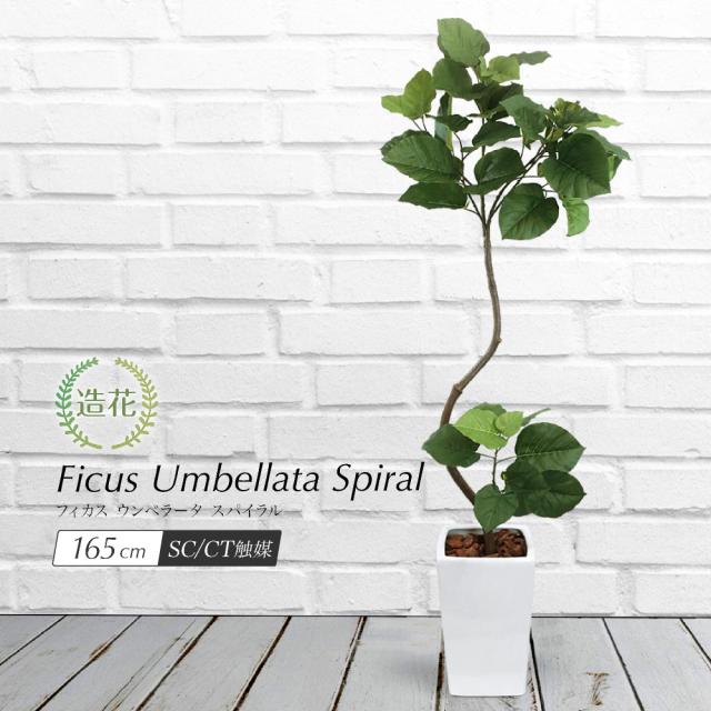 人工観葉植物 フェイクグリーン 観葉植物 造花 光触媒 大型 フィカス ウンベラータ スパイラル 165cm ツイスト 曲がり こだわり 樹形 鉢植 フェイク グリーン インテリア おしゃれ CT触媒の通販は