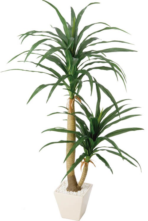 ドラセナコンシナポットの通販は 11,880円