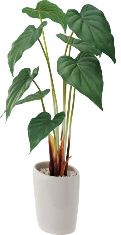 ロングアロカシアオーバルポットの通販は 6,820円