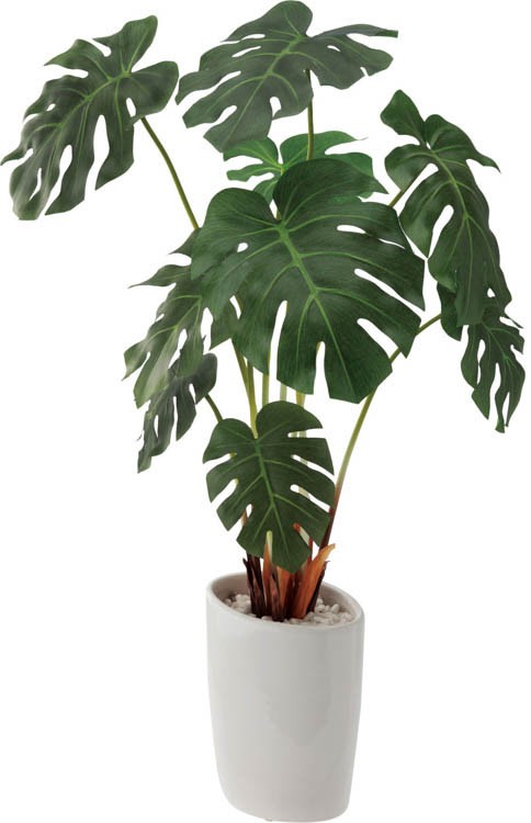 ロングモンステラオーバルポットの通販は 6,820円