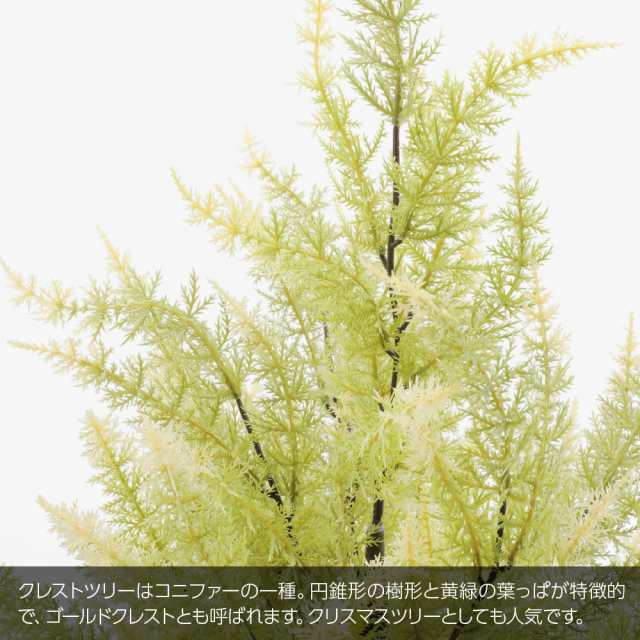 退職祝光触媒　人工観葉植物　フェイクグリーン　ゴールドクレスト1.35