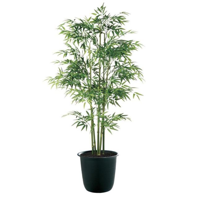 造花 大型 天然染竹 青竹5本立 バンブー 180cm 鉢植 【フェイク グリーン 人工 観葉植物 光触媒 CT触媒 インテリア オフィス 保育園 小学校 施設 店舗】の通販は