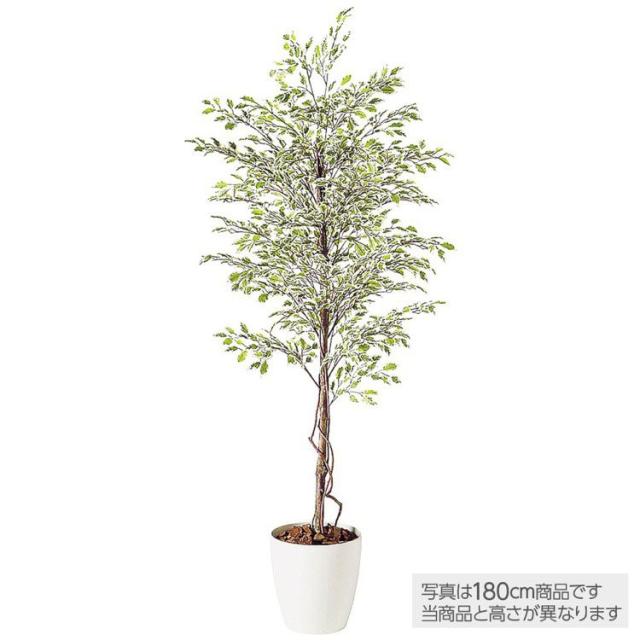 ユッカ 超大型 150cmオーバー