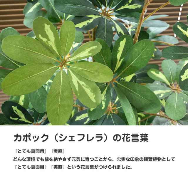 人工観葉植物 フェイクグリーン 観葉植物 造花 光触媒 大型 ナチュラル カポック シェフレラ 斑入り 180cm 鉢植 フェイク グリーン インの通販はau Pay マーケット 神戸花物語