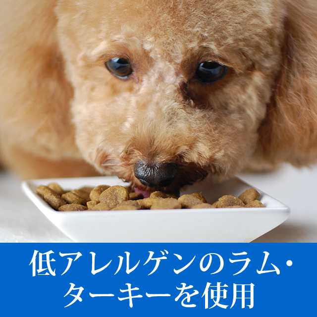 [新しいコレクション] 子犬 犬 画像 フリー 177985子犬 犬 画像 フリー すべての鉱山クラフトのアイデア