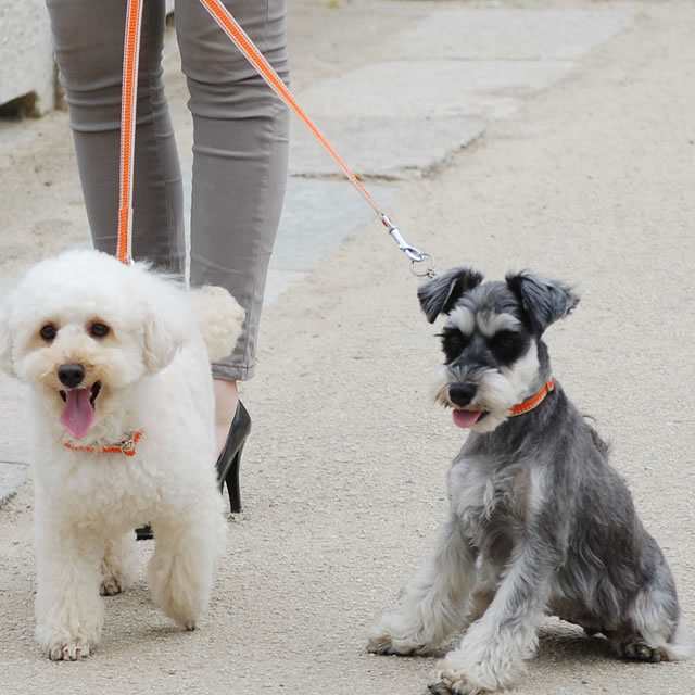 Ashu ワンラインwロングリード 犬用リード お散歩 犬 リード 小型犬 中型犬 犬 Ashuブランド ドッグブランド ペットプレゼント おの通販はau Pay マーケット 帝塚山ハウンドカム