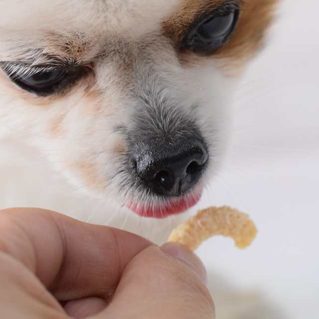 犬 おやつ 無添加 ヨーグルトチップ 50g ヨーグルトビッツ 乳酸菌 硬めのおやつ モンゴル産 犬用ヨーグルト 発酵乳 乳酸菌ヨーグルト 犬の通販はau Pay マーケット 帝塚山ハウンドカム