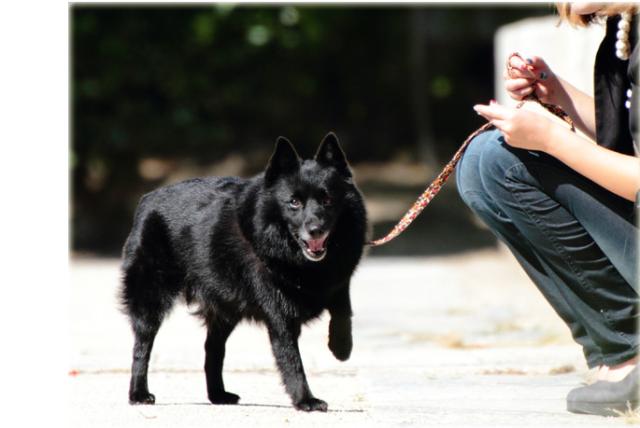 犬 リード Ashu ネオ リードs 小型犬 中型犬ソフトで軽いおしゃれリード ドッグブランド アッシュの通販はau Pay マーケット 帝塚山ハウンドカム