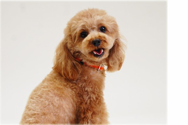 愛犬 首輪 Ashu ワンラインwカラーsサイズ 犬用首輪 お散歩 可愛い 犬のグッズ 犬首輪 小型犬 犬の首輪 おしゃれ 犬散歩 トイプードル の通販はau Pay マーケット 帝塚山ハウンドカム 愛犬 首輪 Ashu ワンラインwカラーsサイズ 犬用首輪 お散歩 可愛い 犬のグッズ 犬首輪 小型犬 犬の首輪 おしゃれ 犬散歩 トイプードル の通販はau Pay マーケット 帝塚山ハウンドカム