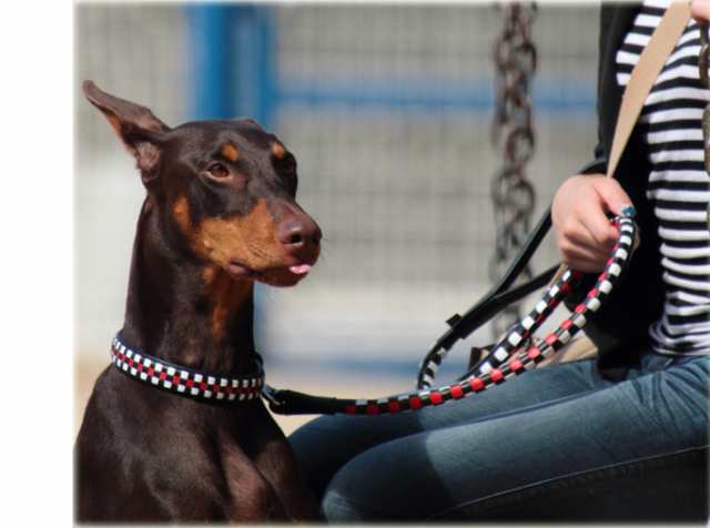 送料無料 Ashu ピッチ リード サイズ l 首輪は別売り 中型犬 大型犬兼用 イヌ おしゃれ お散歩 革 レザー テリア 中型犬 大型犬の通販はau Pay マーケット 帝塚山ハウンドカム 送料無料 Ashu ピッチ リード サイズ l 首輪は別売り 中型犬 大型犬兼用 イヌ おしゃれ お散歩 革 レザー テリア 中型犬 大型犬の通販はau Pay マーケット 帝塚山ハウンドカム