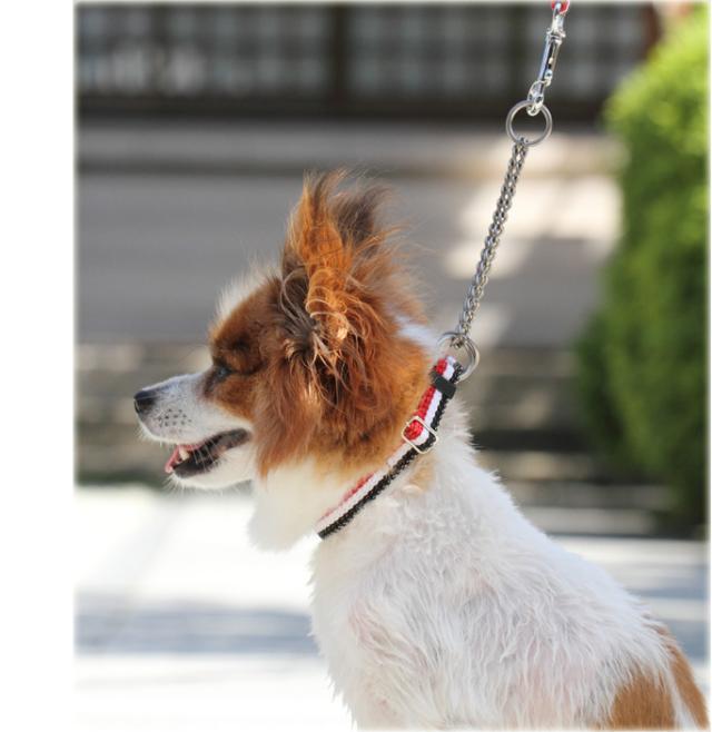 Ashu トリコロール ハーフチョーク サイズs 単品 首周り 40cm 犬用ハーフチョーク ハーフチョーク 小型犬 しつけ ナイロン ハーの通販はau Pay マーケット 帝塚山ハウンドカム