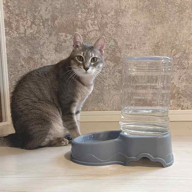 ポイント超超祭☆最大50％OFFクーポン】ペット自動給水器 犬 猫 大容量