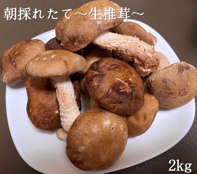 訳あり 無選別 生椎茸 2キロ 送料無料 肉厚 菌床生椎茸 たっぷり2kg バーベキュー アウトドア 飲食店 まとめ買い お徳用 生しいたけ の通販はau Pay マーケット Go Go ショップ