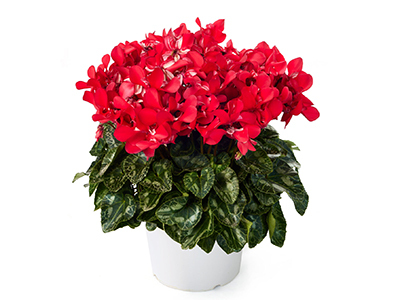 シクラメン「ジックス・レッド」 クリスマス お歳暮 誕生日 記念日 プレゼント お正月 鉢植えの通販は