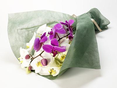 大輪コチョウラン（ミックス）花束 フラワーギフト 花束 誕生日 記念日 プレゼント 格調高いランの切り花
