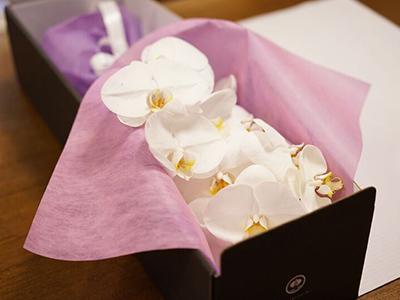 大輪コチョウラン（白）花束 フラワーギフト 花束 誕生日 記念日 プレゼント 格調高いランの切り花 8,800円