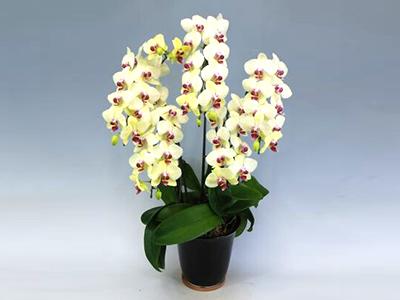 ゴールデンエイジ(5本立) フラワーギフト 鉢植え 誕生日 記念日 プレゼント 開店祝い 昇進祝い 移転祝い 黄色い花びらに赤いアクセントの通販は