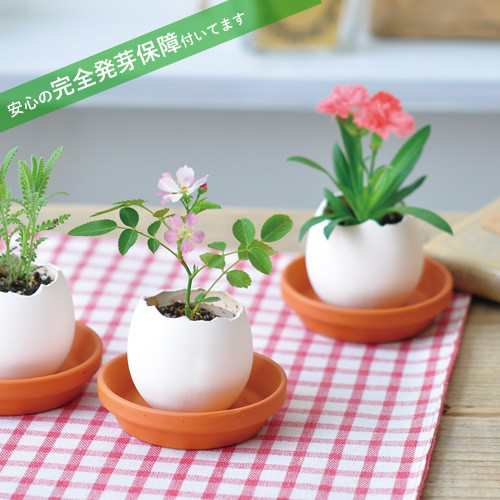 栽培キット 発芽保障 Eggling Eco Friendly カーネーション ミニバラ 四葉のクローバー 栽培セット 聖新陶芸 かわいいの通販はau Pay マーケット Plus Comfort