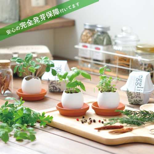 栽培キット 発芽保障 Eggling Eco Friendly ミント パセリ バジル サボテン カクタス ストロベリー ラベンダー 香草 栽培セット 聖新陶芸の通販はau Pay マーケット Plus Comfort