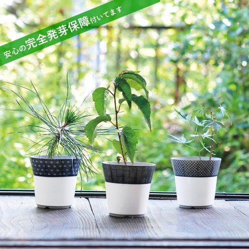 染付小紋盆栽栽培セット くろまつ 黒松 桜 もみじ 栽培キット 発芽保障 聖新陶芸 和風の通販はau Pay マーケット Plus Comfort