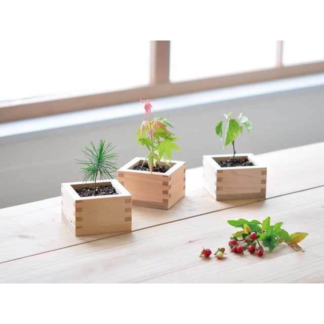 盆栽栽培セット 発芽保障 黒松 桜 もみじ 栽培キット 聖新陶芸 和風 手軽にbonsaiの通販はau Pay マーケット Plus Comfort 盆栽栽培セット 発芽保障 黒松 桜 もみじ 栽培キット 聖新陶芸 和風 手軽にbonsaiの通販はau Pay マーケット Plus Comfort
