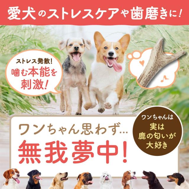 鹿の角 鹿角 北海道産 エゾシカ 犬 おもちゃ ペット おもちゃ