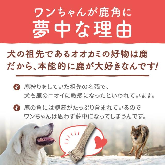 超大型 鹿の角　エゾシカ［19］ 超大型 鹿の角 エゾシカ［19］