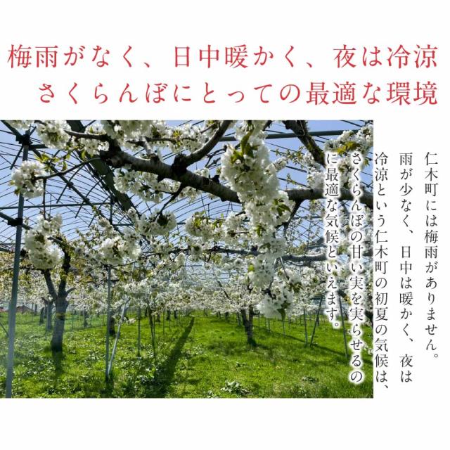 さくらんぼ 北海道 【出どころ直送・取って置く売りわたす】仁木産 佐藤錦 秀品 L〜2L 1kg 専用箱入 桜んぼう 北海道産 フルーツ 差し上げ物 差し上げ物 父の日 お中元 暑中顔出し 差し上げる用 一般受け 手ぬるい 御膳上等 余市 ニキヤ 貨物輸送無料 果物 夏差し上げ物 お取り寄せ 食い道楽 真っ赤珠玉 かざり付ける箱入り口・入口 差し上げ物