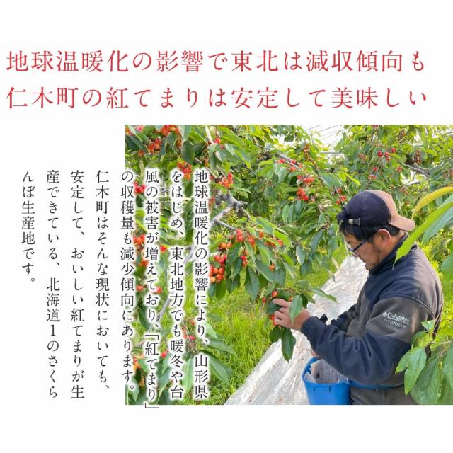 さくらんぼ 北海道 【出どころ直送・取って置く売りわたす】仁木産 佐藤錦 秀品 L〜2L 1kg 専用箱入 桜んぼう 北海道産 フルーツ 差し上げ物 差し上げ物 父の日 お中元 暑中顔出し 差し上げる用 一般受け 手ぬるい 御膳上等 余市 ニキヤ 貨物輸送無料 果物 夏差し上げ物 お取り寄せ 食い道楽 真っ赤珠玉 かざり付ける箱入り口・入口 差し上げ物
