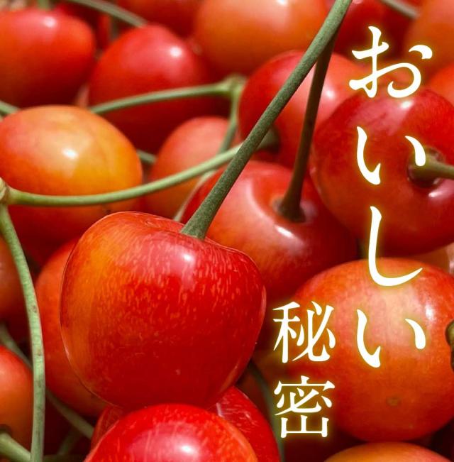 さくらんぼ 北海道 【出どころ直送・取って置く売りわたす】仁木産 佐藤錦 秀品 L〜2L 1kg 専用箱入 桜んぼう 北海道産 フルーツ 差し上げ物 差し上げ物 父の日 お中元 暑中顔出し 差し上げる用 一般受け 手ぬるい 御膳上等 余市 ニキヤ 貨物輸送無料 果物 夏差し上げ物 お取り寄せ 食い道楽 真っ赤珠玉 かざり付ける箱入り口・入口 差し上げ物