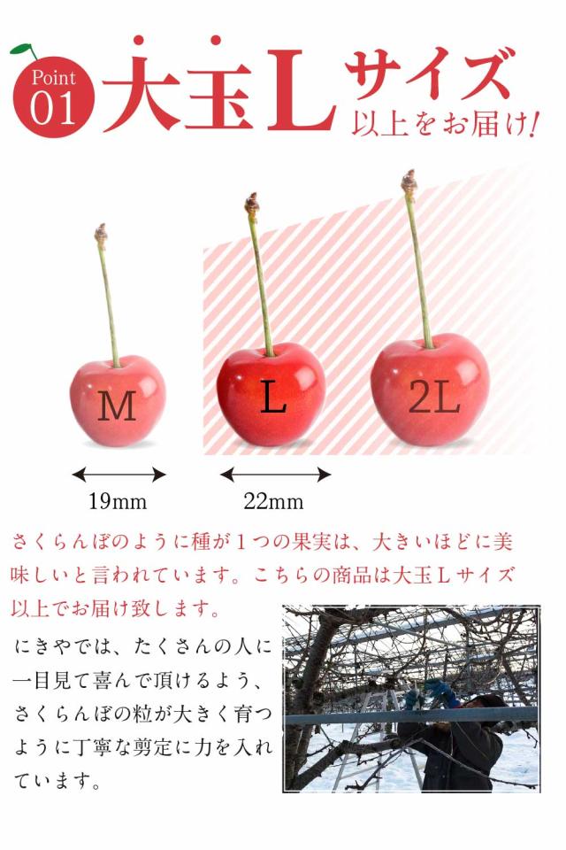 さくらんぼ 北海道 【出どころ直送・取って置く売りわたす】仁木産 佐藤錦 秀品 L〜2L 1kg 専用箱入 桜んぼう 北海道産 フルーツ 差し上げ物 差し上げ物 父の日 お中元 暑中顔出し 差し上げる用 一般受け 手ぬるい 御膳上等 余市 ニキヤ 貨物輸送無料 果物 夏差し上げ物 お取り寄せ 食い道楽 真っ赤珠玉 かざり付ける箱入り口・入口 差し上げ物