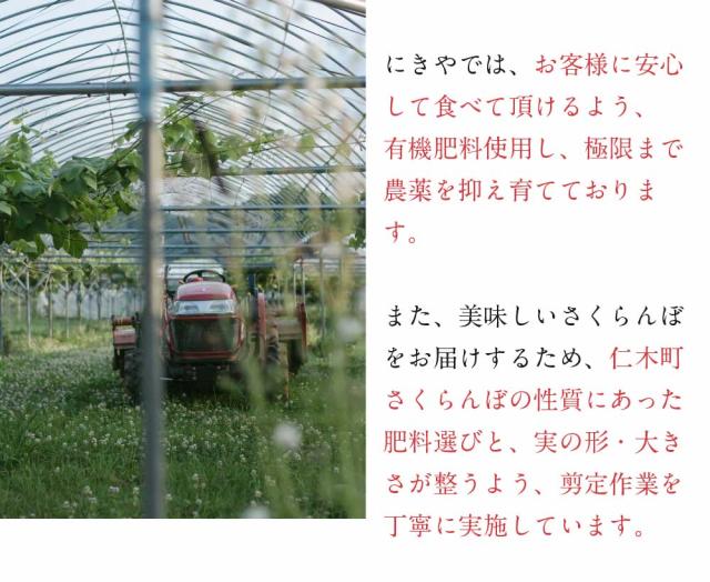 さくらんぼ 北海道 【出どころ直送・取って置く売りわたす】仁木産 佐藤錦 秀品 L〜2L 1kg 専用箱入 桜んぼう 北海道産 フルーツ 差し上げ物 差し上げ物 父の日 お中元 暑中顔出し 差し上げる用 一般受け 手ぬるい 御膳上等 余市 ニキヤ 貨物輸送無料 果物 夏差し上げ物 お取り寄せ 食い道楽 真っ赤珠玉 かざり付ける箱入り口・入口 差し上げ物