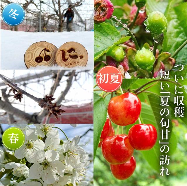 さくらんぼ 北海道 【出どころ直送・取って置く売りわたす】仁木産 佐藤錦 秀品 L〜2L 1kg 専用箱入 桜んぼう 北海道産 フルーツ 差し上げ物 差し上げ物 父の日 お中元 暑中顔出し 差し上げる用 一般受け 手ぬるい 御膳上等 余市 ニキヤ 貨物輸送無料 果物 夏差し上げ物 お取り寄せ 食い道楽 真っ赤珠玉 かざり付ける箱入り口・入口 差し上げ物