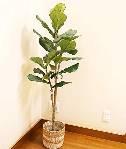 ファンシー Tree 03 人工観葉植物 ウンベラータ 1 24m 大型 インテリア 造花 フェイク グリーン 部屋 空間 快適 お手入れ 不要 自宅 室の通販はau Pay マーケット ジュエリーギフト デバリエ