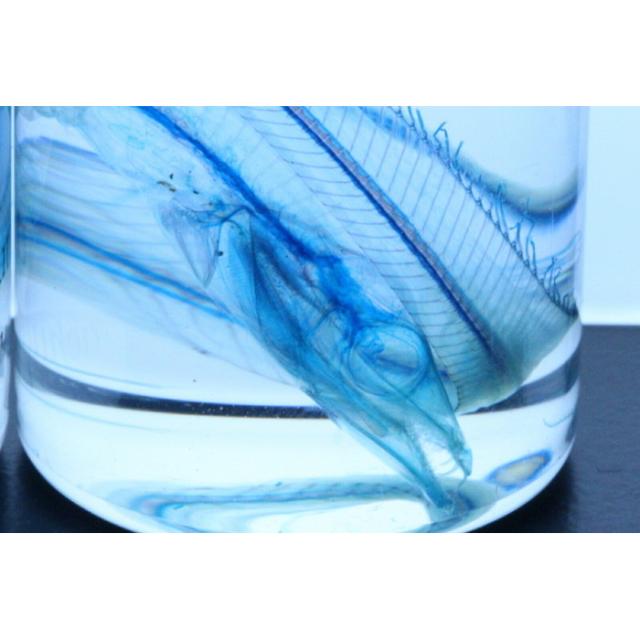 透明標本 太刀魚 タチウオ Skelton スケルトン クリア 透明瓶 グリセリン 解剖 昆虫 ネックレス マグネット シール ファイルの通販はau Pay マーケット 透明屋パク