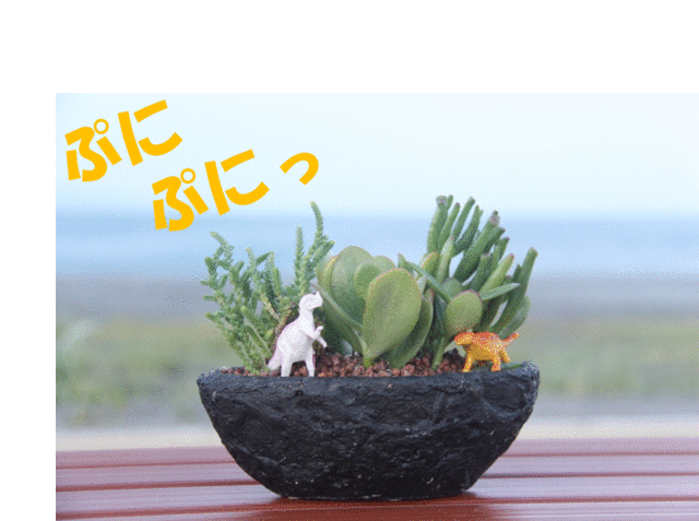 多肉植物 寄せ植え ブラックボード 多肉の宝石箱 プレゼント ギフト オシャレ かわいい 新築祝い 開店祝い 開業祝い 周年記念 引越の通販はau Pay マーケット 透明屋パク