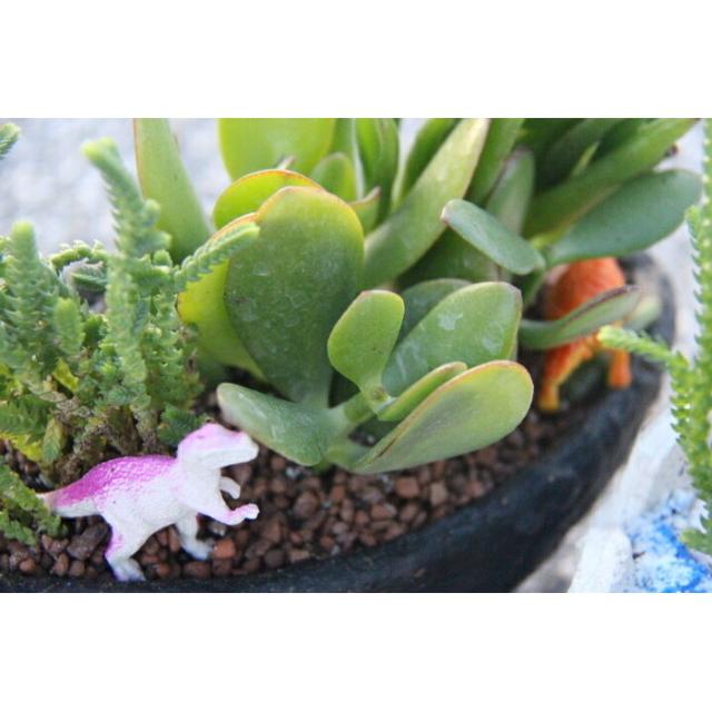 多肉植物 寄せ植え ブラックボード 多肉の宝石箱 プレゼント ギフト オシャレ かわいい 新築祝い 開店祝い 開業祝い 周年記念 引越の通販はau Pay マーケット 透明屋パク