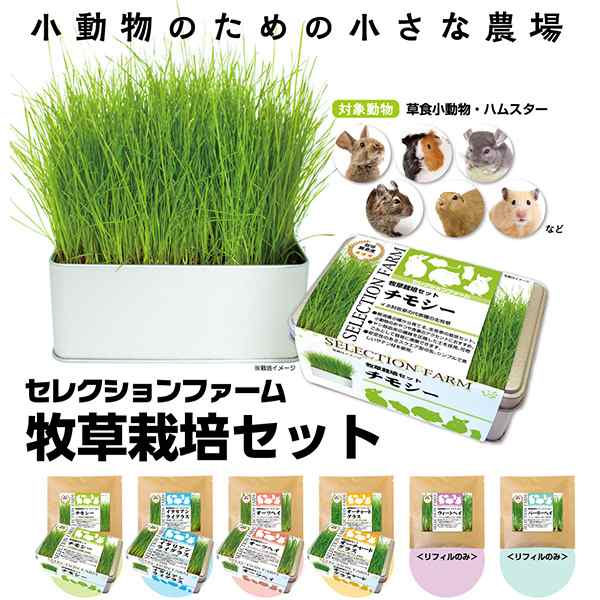 生牧草イタリアンライグラス - 小動物用品