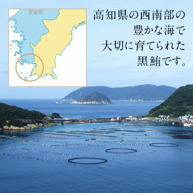 送料無料】築地直送 国産 生本マグロ 大トロ 中トロ 赤身 柵 セット ◇ まぐろ マグロ 生まぐろ 本鮪 クロマグロ 刺身 マグロ丼 まぐろの通販はau  PAY マーケット - 築地わだつみ au PAY マーケット店