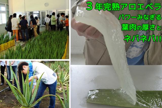 今だけセール 初回お試し特別価格　JAS認定有機無農薬　アロエベラジュース１００％　 2000ml 　超お得　６本セット 新鮮なアロエベラジュース　沖縄産　豊富な栄養分　最高品質アロエベラジュース　朝採れの最も新鮮なアロエベラジュース　営業日当日出荷_3