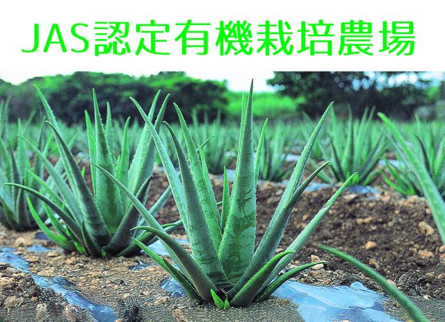 今だけセール 初回お試し特別価格　JAS認定有機無農薬　アロエベラジュース１００％　 2000ml 　超お得　６本セット 新鮮なアロエベラジュース　沖縄産　豊富な栄養分　最高品質アロエベラジュース　朝採れの最も新鮮なアロエベラジュース　営業日当日出荷_1