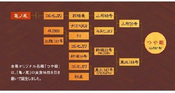 山形県産　お米　雪若丸　正規品代理店　米　ゆうパケ　(6合)　玄米　ポイント消化　メール便　900g　令和4年度産