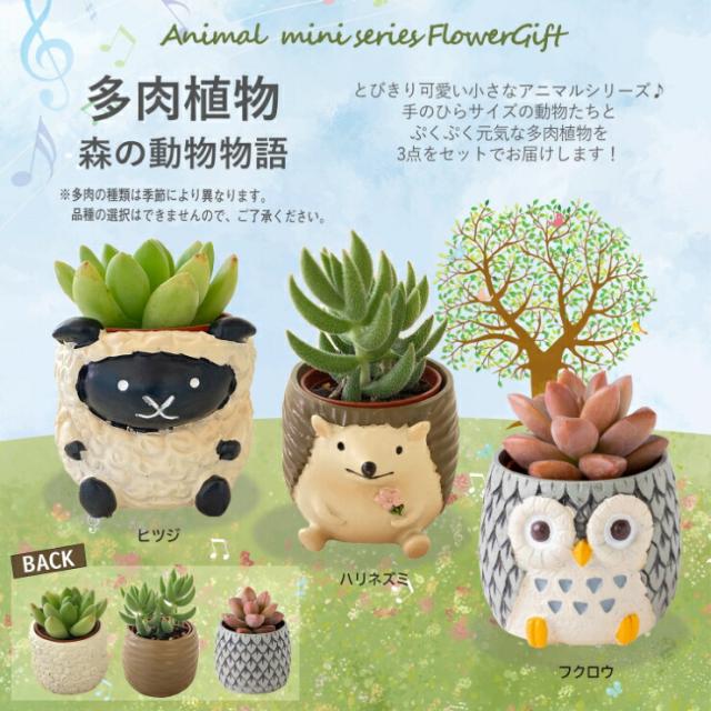 多肉植物セット 青い花模様の鉢*3 多肉植物セット 青い花模様